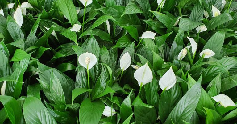 Are Peace Lilies Toxic to Dogs FB