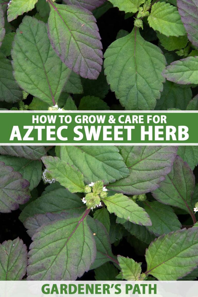 How to Grow Aztec Sweet Herb Pin