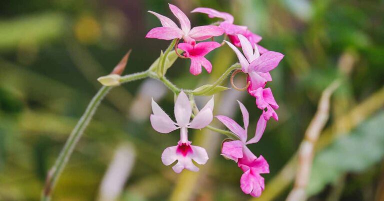 How to Grow Calanthe Orchids FB