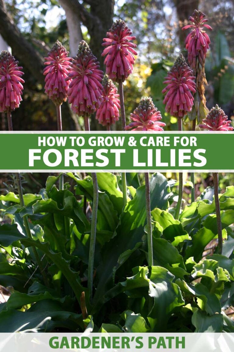 How to Grow Forest Lilies Pin