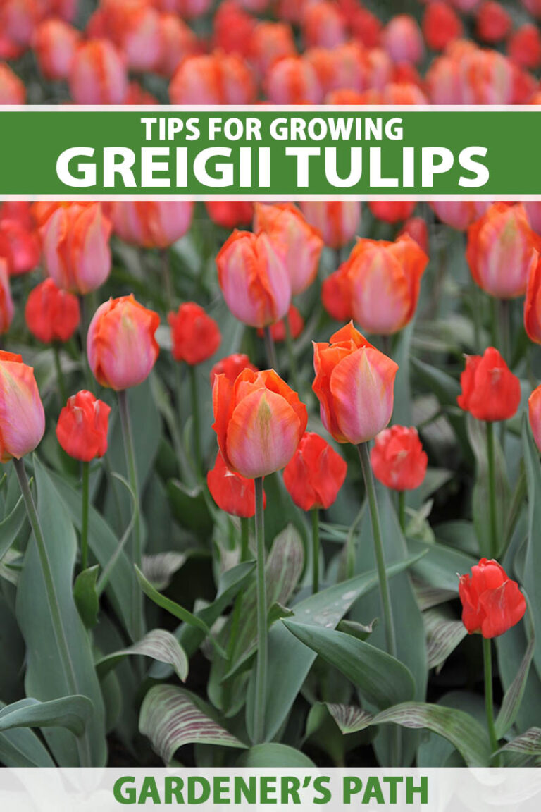 How to Grow Greigii Tulips Pin