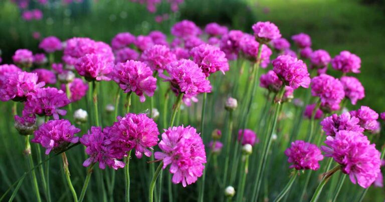 How to Grow Sea Thrift FB