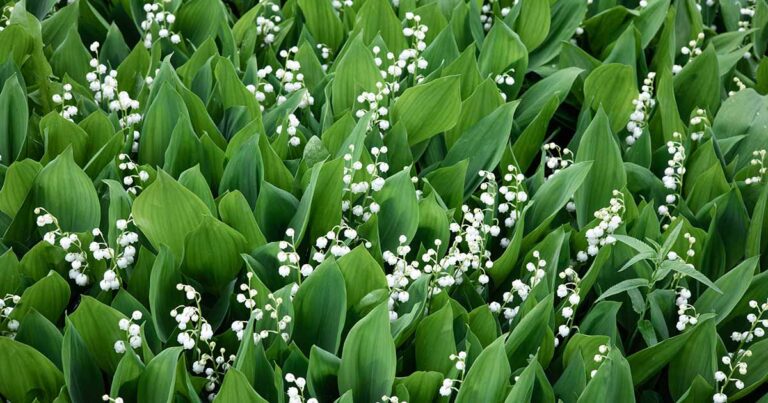 Is Lily of the Valley Invasive FB