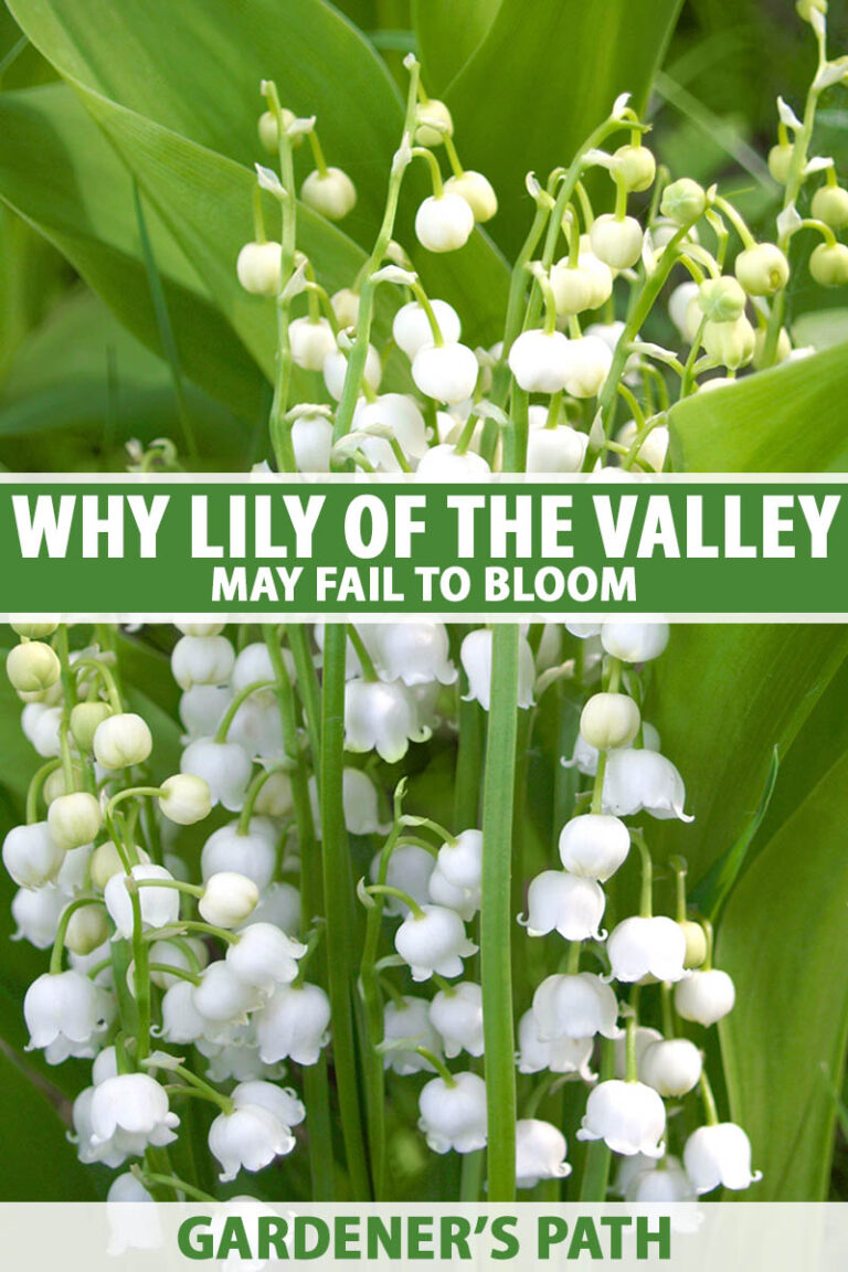 Why Lily of the Valley Fails to Bloom Pin