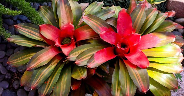 How to Water Bromeliads FB