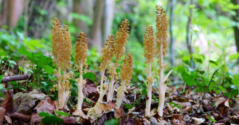 All About Birds Nest Orchids FB