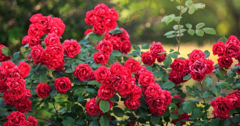 Best Red Roses FB
