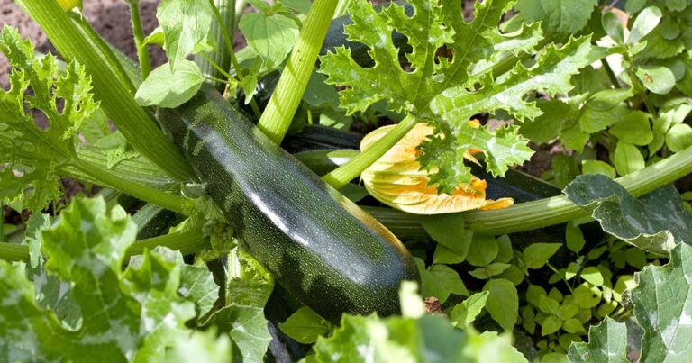 How to Harvest Zucchini FB