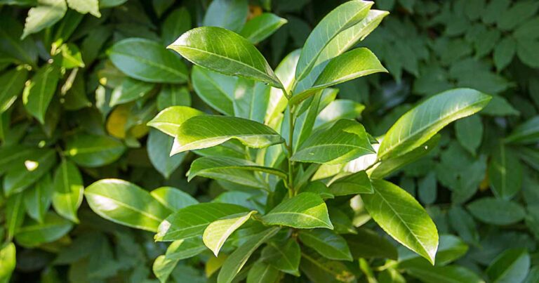 How to Harvest Bay Leaves FB
