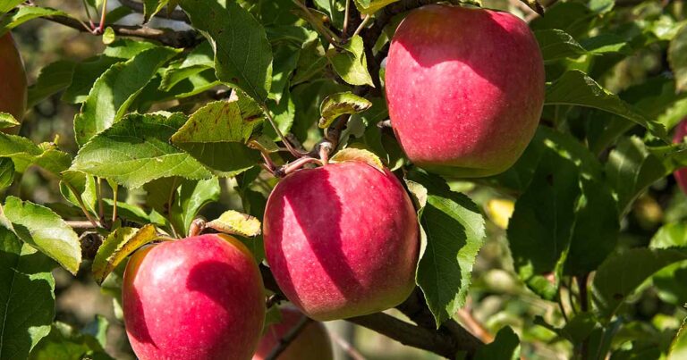 How to Grow Pink Lady Apples FB