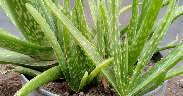 Aloe Not Producing Pups FB