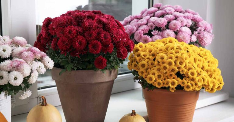 How to Grow Chrysanthemums Indoors FB