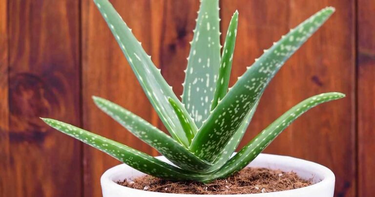 How to Propagate Aloe from Seed FB