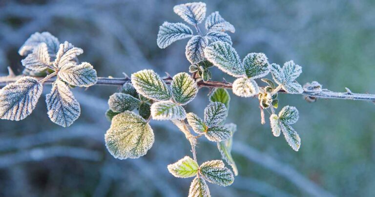 How to Winterize Blackberry Plants FB