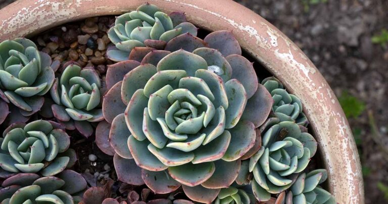 Propagate Succulents via Offsets FB