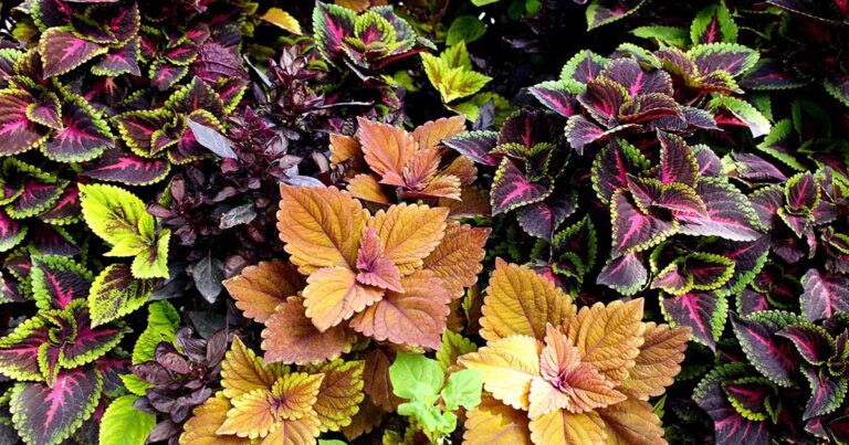 How to Overwinter Coleus FB