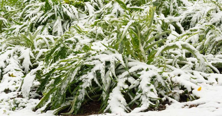 How to Winterize Artichokes FB