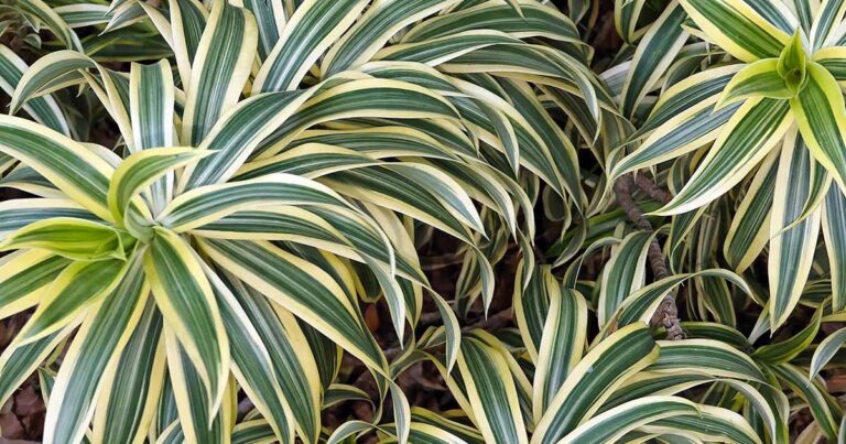 How to Fertilize Dracaena FB