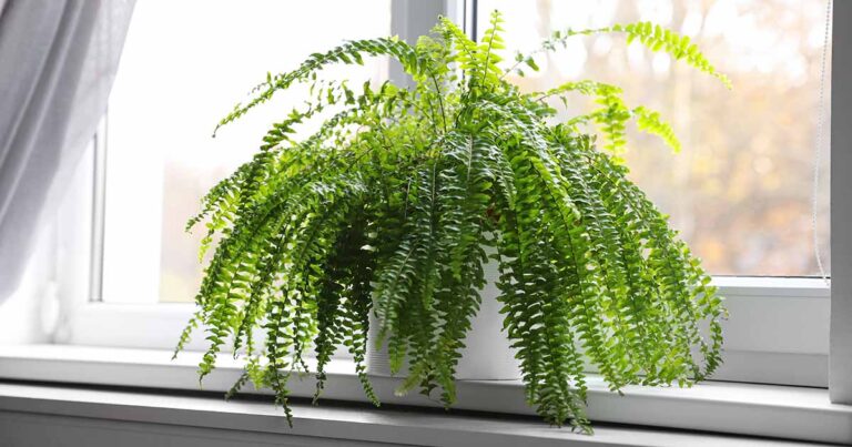 How to Fertilize Ferns FB