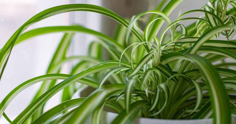 How to Prune Spider Plants FB