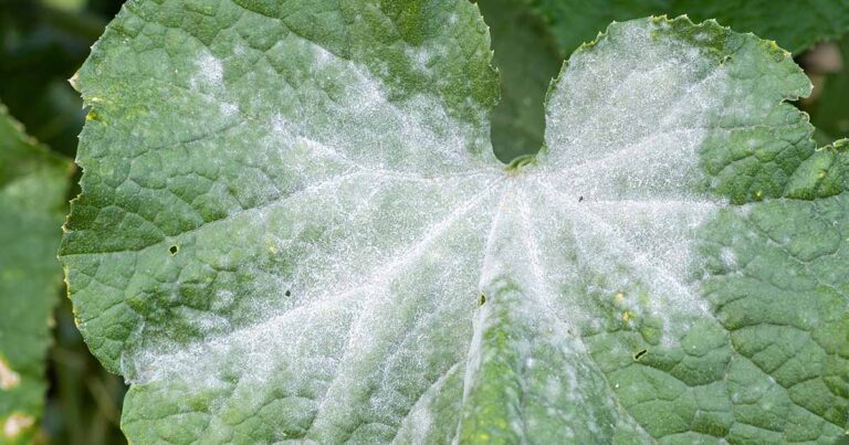 Powdery Mildew in Greenhouse FB