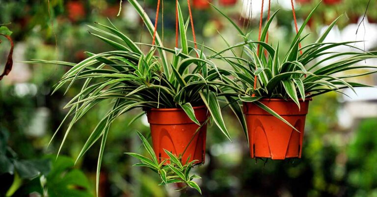 Spider Plant Not Producing Spiderettes FB