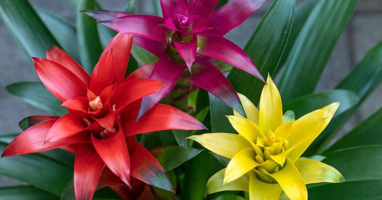 How to Encourage Bromeliads to Rebloom FB