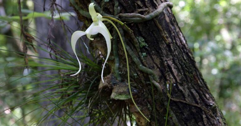 Learn About Ghost Orchids FB