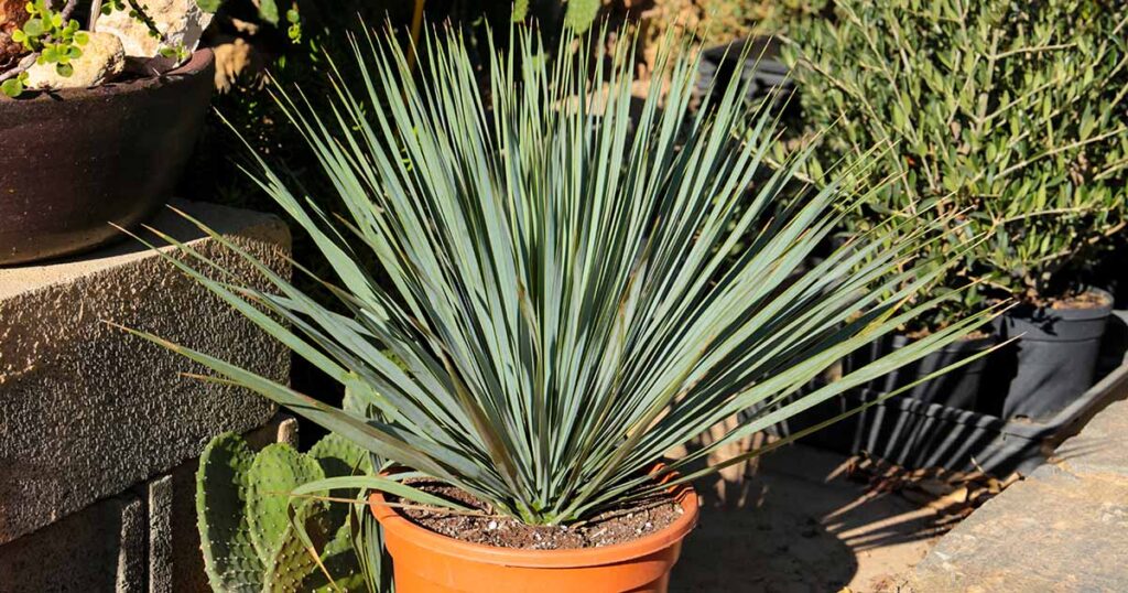 Yellow Leaves on Yucca Plants FB