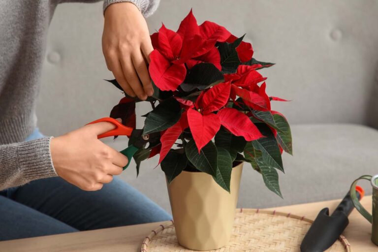 How to Care for Poinsettias After the Holidays Hero