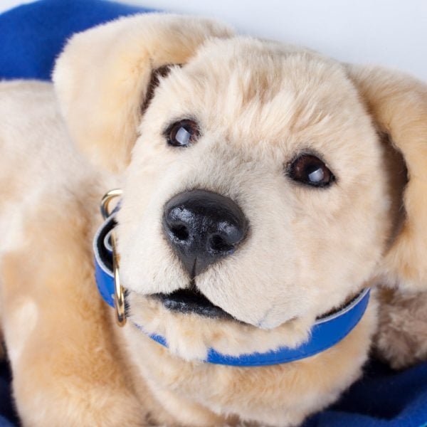 tombot jennie robot puppy ces 2024 dezeen hero