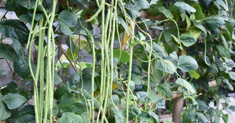 Grow Yard Long Beans FB