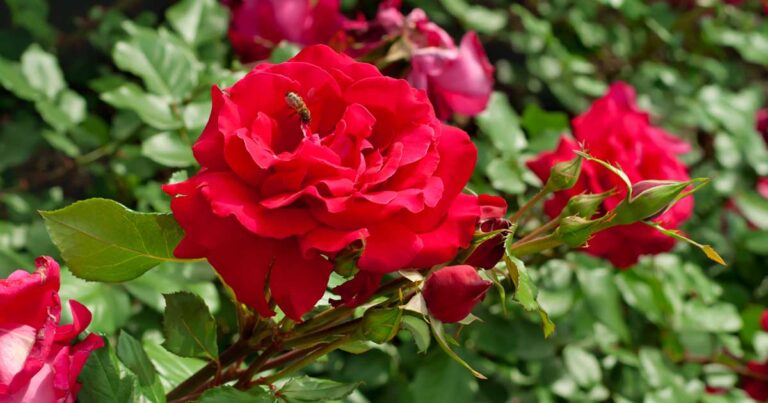 13 of the Best Hardy Roses to Grow at Home FB