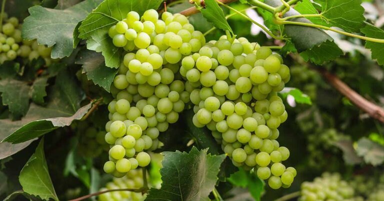 Best Grapevine Varieties FB