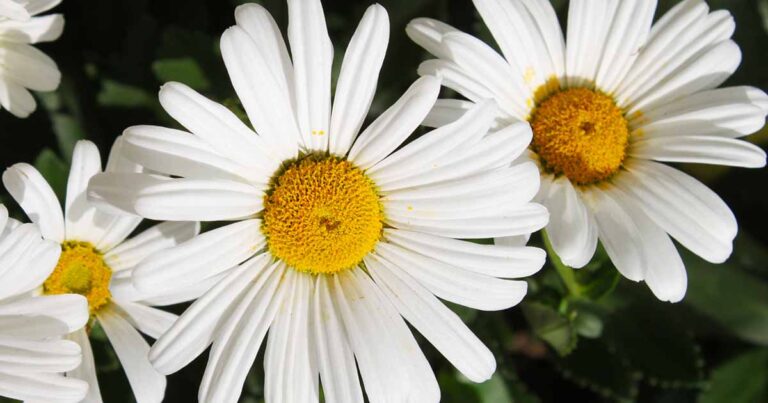 Grow Shasta Daisies in Containers FB