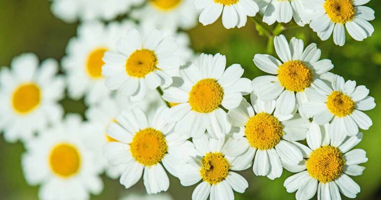 How to Grow Feverfew FB