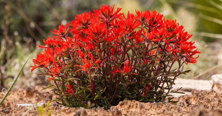 How to Grow Indian Paintbrush FB