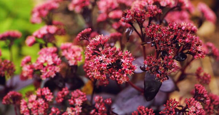 How to Grow Purple Emperor Sedum FB