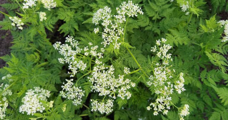 How to Grow Sweet Cicely FB
