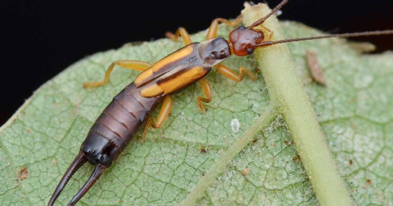 How to Identify and Control Earwigs FB