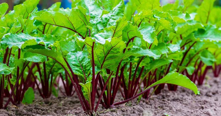Beet Mosaic Virus FB