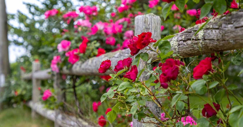 How to Grow Climbing Roses FB