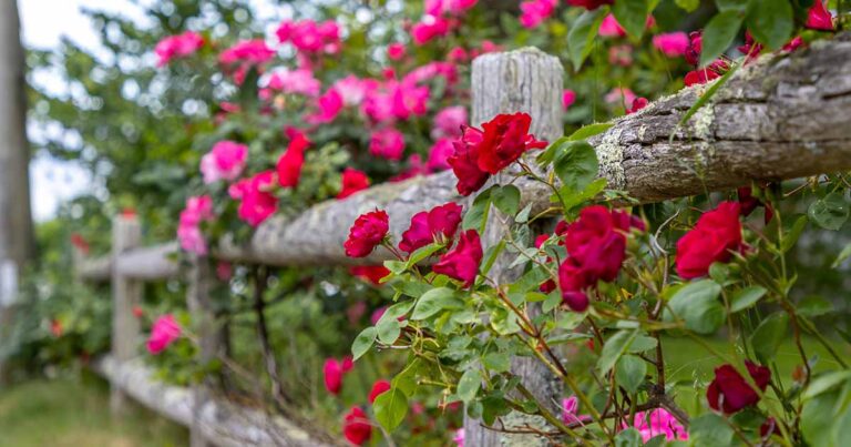 How to Grow Climbing Roses FB