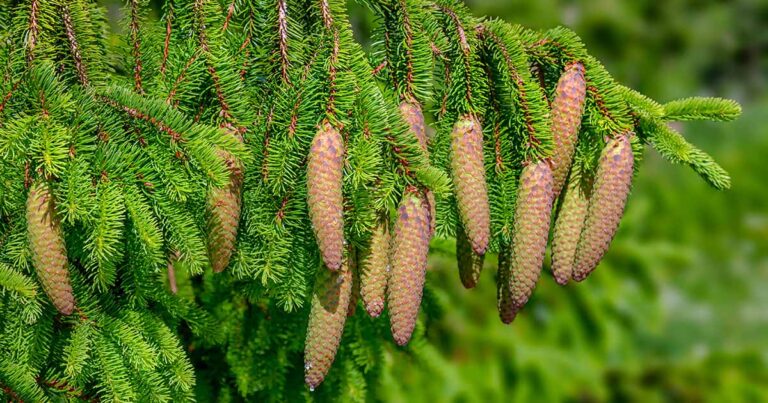 How to Grow Norway Spruce FB