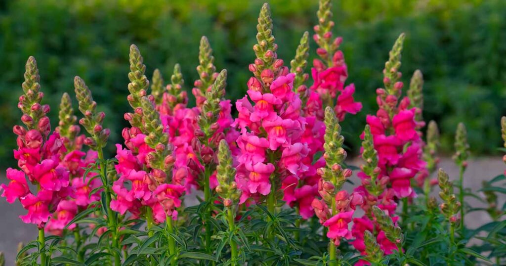 How to Grow Snapdragon FB