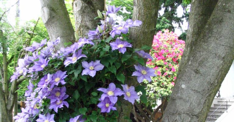 How to Train Clematis to Grow Vertically Up Poles or Trees FB