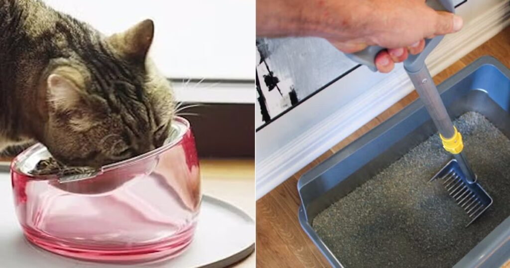 weird clever things cat